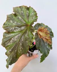 Image result for Begonia nyassensis