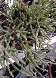 Maybe you would like to learn more about one of these? Drunkard S Dream Spice Cactus Hatiora Salicornioides