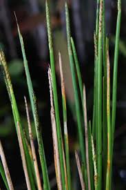 Image result for Eleocharis acutangula