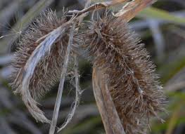 Image result for Xyris capnoides