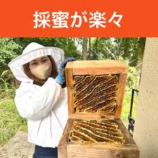 日本みつばち飼育セット 日本蜜蜂 ニホンミツバチ