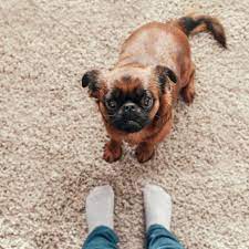 Reasons Why Your Dog Follows You Everywhere