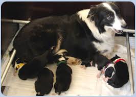 Die kastration von rüde und hündin ist. Tierarztpraxis Gerhard Wagner Reichelsheim Wetterau Tierarzt Hunde Katzen Kleintiere