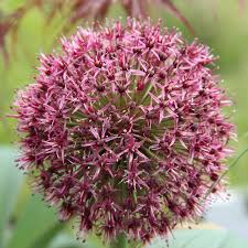 We did not find results for: Allium Karataviense Red Giant