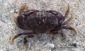 Bulk order or per kg. Southeast Asia Crustacean Talk About Fish