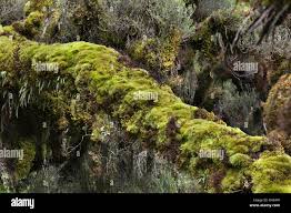 Image result for Erica kingaensis