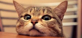 Hd wallpapers and background images. 10 Kucing Lucu Bergerak Gif Cocok Untuk Dikirim Ke Pecinta Kucing Wallpaper Kucing Lucu Hd 46 Image Collections Of Wallp Kittens Cutest Kitten Quotes Kittens