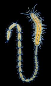 Image result for Polychaeta spp.