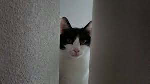 I Got A Feeling Somebody S Watching Me