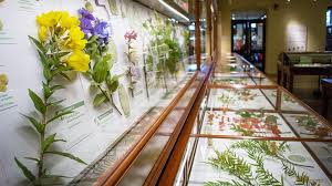 Check out our large glass flowers selection for the very best in unique or custom, handmade pieces from our floral arrangements shops. Glass Flowers The Ware Collection Of Blaschka Glass Models Of Plants Harvard Museum Of Natural History