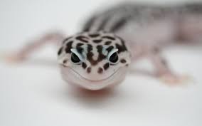 Find over 100+ of the best free leopard images. 6 Leopard Gecko Hd Wallpapers Background Images Wallpaper Abyss