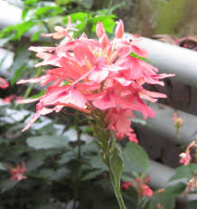 Image result for Ruspolia seticalyx