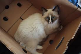 Maybe you would like to learn more about one of these? Do Cats Eat Roaches Is It Safe For Cats To Hunt Kill Cockroaches