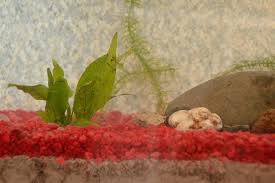 Hence, a good substrate will give you a flourishing planted aquarium, while a bad choice at that will impede your planted tank. Diy Aquarium Soil Substrate Cuteness Aquarium Soil Fertilizer For Plants Planted Aquarium