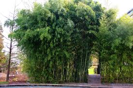 Wohnideen China Garten Bambus Wels Full Version Hd Quality Bambus Wels Nobiliakuchen Ilikemagazine It