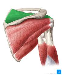 True joint capsule of the shoulder, extending from the glenoid labrum to the neck of the humerus. Supraspinatus Origin Insertion Innervation Action Kenhub