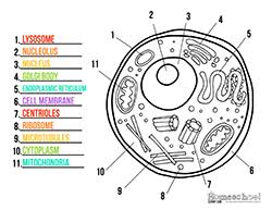 Download animal cell images and photos. 34 Human Cell Diagram To Label Labels For Your Ideas