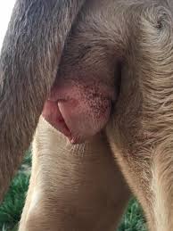 The american kennel association does not recognize pitbulls that have been born to females less than ten months old. When Do Pitbulls Have Their First Heat Off 71 Www Usushimd Com