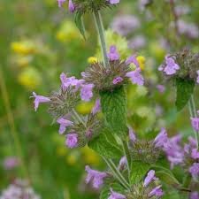 Image result for Clinopodium uhligii