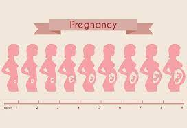 Fetal development at 3 months pregnant Pregnant Belly Pictures Week By Week