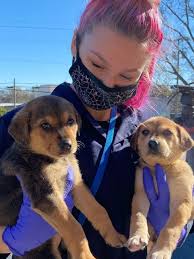 Don't live in the area? Nashville Shelter Takes In 32 Puppies Dogs From Overcrowded Oklahoma Shelter Wztv
