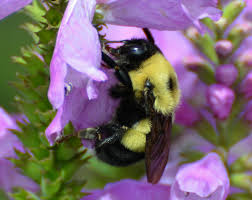 Image result for Buchnera affinis