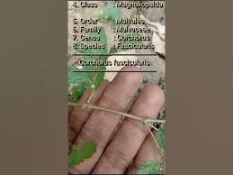 Image result for Corchorus fascicularis
