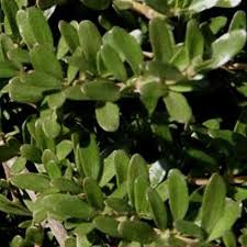 Image result for Ormocarpum kirkii