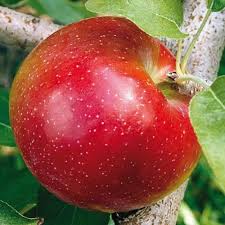 Liberty Apple Tree Gurney S Seed Nursery Co Apple Tree Fruit Trees Apple