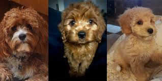 They offer puppies for sale in pa, ohio and more. Cavapoo Breeders In The Uk Cavapoo World