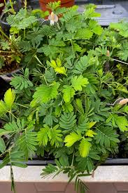Image result for Mimosa pudica