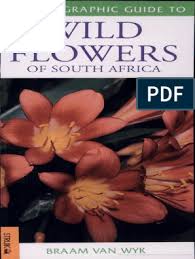 Image result for Hirpicium bechuanense