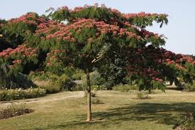 Arrosage De L Albizia Albizia Albizia Arbre Beaux Jardins