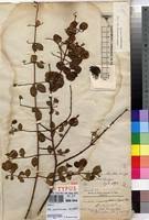 Image result for Combretum cinereopetalum