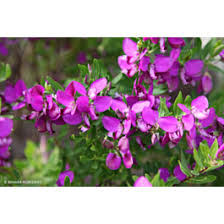Image result for Polygala arenaria