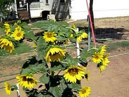 Green Garden Tips Growing Sunflowers Youtube