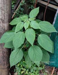 Image result for Acalypha bipartita