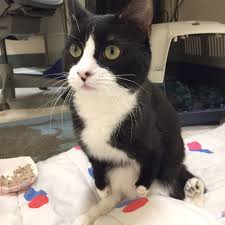 We were founded in 2013 and have grown to be one of the most well respected special needs rescues/sanctuaries in the. Special Needs Cat In Boston Hasn T Received One Inquiry At Shelter Shelter Kittens Cats Cat Adoption