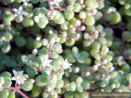 Image result for Crassula expansa