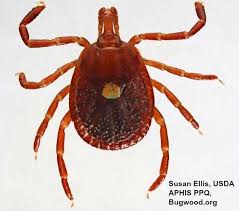 What Does A Tick Look Like Tick Guide Identification Ticks Brown Dog Tick Types Of Ticks