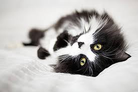 Bermimpi diikuti kucing menurut islam. Baka Kucing Hitam Putih 2021