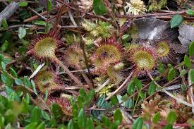 Image result for Droseraceae