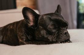 So how many hours do french bulldogs sleep? Black French Bulldog Sleeping On Sofa In Living Room Free Stock Photo And Image