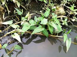 Image result for Ipomoea aquatica
