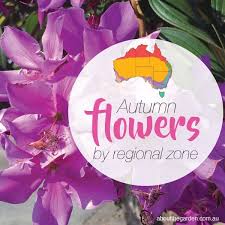 (avoid areas near parked cars, for example, where falling branches and debris could create damage.) the jacaranda is often planted in parks, or as anchor trees in a community setting. Autumn Flowers Planting Guide By Regional Zones About The Garden Magazine