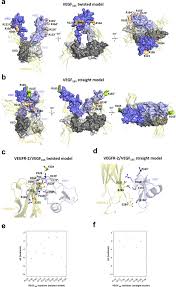 Every day, stephanie glória and thousands of other voices read, write, and share important stories on medium. Dual Action Of Sulfated Hyaluronan On Angiogenic Processes In Relation To Vascular Endothelial Growth Factor A Scientific Reports