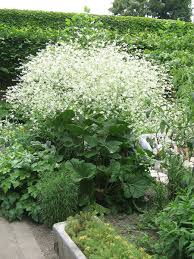 Image result for Crambe hispanica