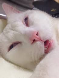 Pin On Kitties