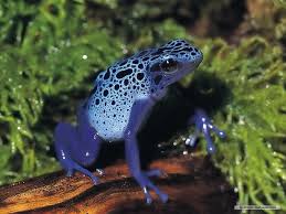 Background, snake, frog, toad, jaws, situation, food. 75 Toad Wallpaper On Wallpapersafari