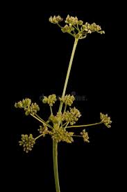 Image result for Apium graveolens